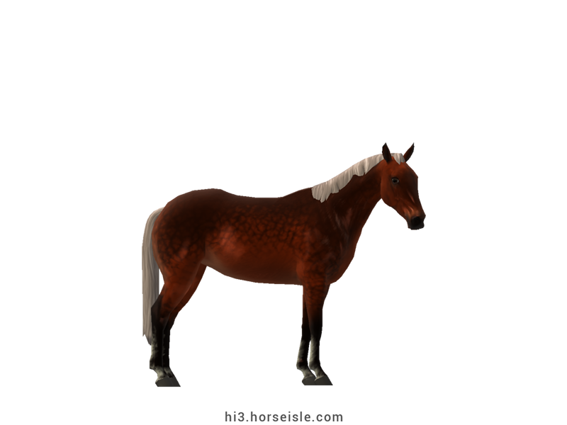 Australian Stock Horse Red Mahogany Bay Silver Coat